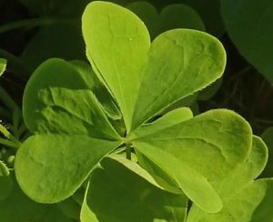 Feuille oxalis