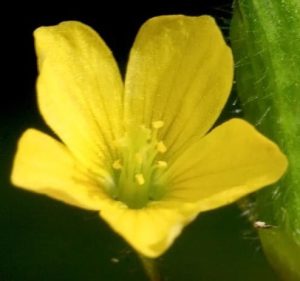 Fleur oxalis