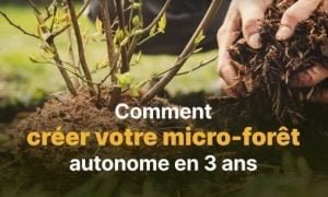 Créez votre micro-forêt Miyawaki