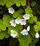 Oxalis, une plante envahissante Oxalis