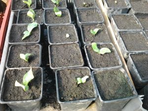 Semis de courges en godets