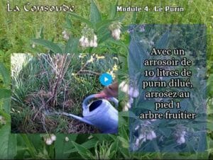 arrosage au purin de consoude