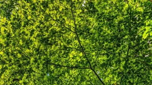 La canopée est dense, laissant peu passer la lumière