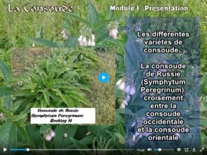 Choisir la bonne variété de consoude