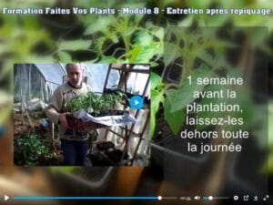 Entretien des plants après repiquage