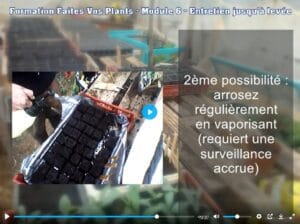 Entretien semis jusqu'à levée
