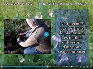 Pailler ou fertiliser directement avec des feuilles de consoude