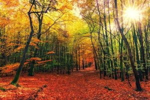 Exemple de la forêt en jardinage - En automne, les feuilles mortes jonchent le sol de la forêt