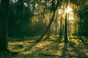 Exemple de la forêt au printemps