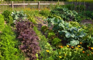 Jardin potager biologique