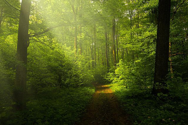 Exemple de la forêt en jardinage