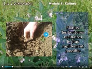 Plantation bouture racinaire de consoude