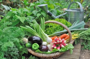 Belles récoltes au potager bio