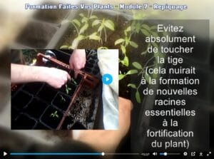 Repiquage-plantules-tomates-pépinière