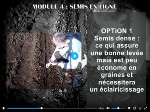 Semis en ligne directement au potager bio