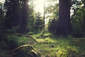 Les strates basses de végétation sont en général peu denses dans une forêt
