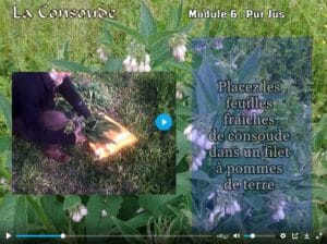Préparation pur jus de consoude