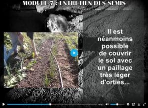 Entretien semis directs après levée au jardin potager