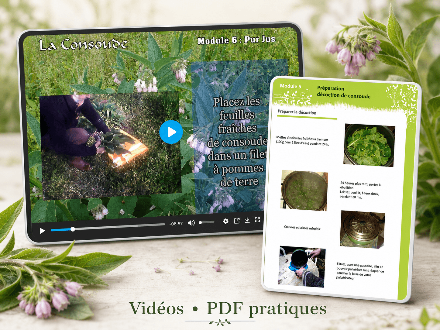 Formation multimédia (vidéos et documents PDF) sur la consoude au jardin
