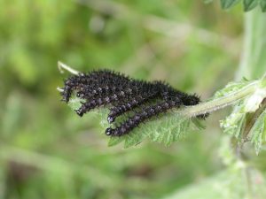 biodiversité dans son jardin