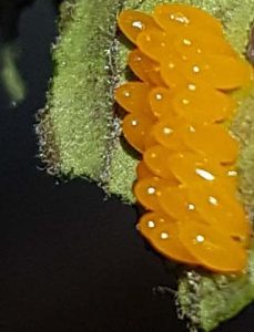 coccinelle ou pas.jpg