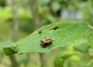 nymphe de coccinelle sur feuille quetsches