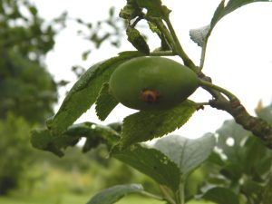 larve coccinelle nettoyant pucerons quetsches