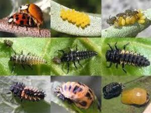 ob_f4dc0b_coccinelle-via-paint.jpeg