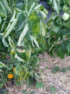 Plant de tomate carencé en magnésium