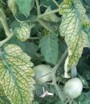 Carence en magnésium au jardin - Causes et Solutions feuilles de tomates carencées en magnésium