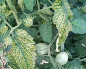 feuilles de tomates carencées en magnésium