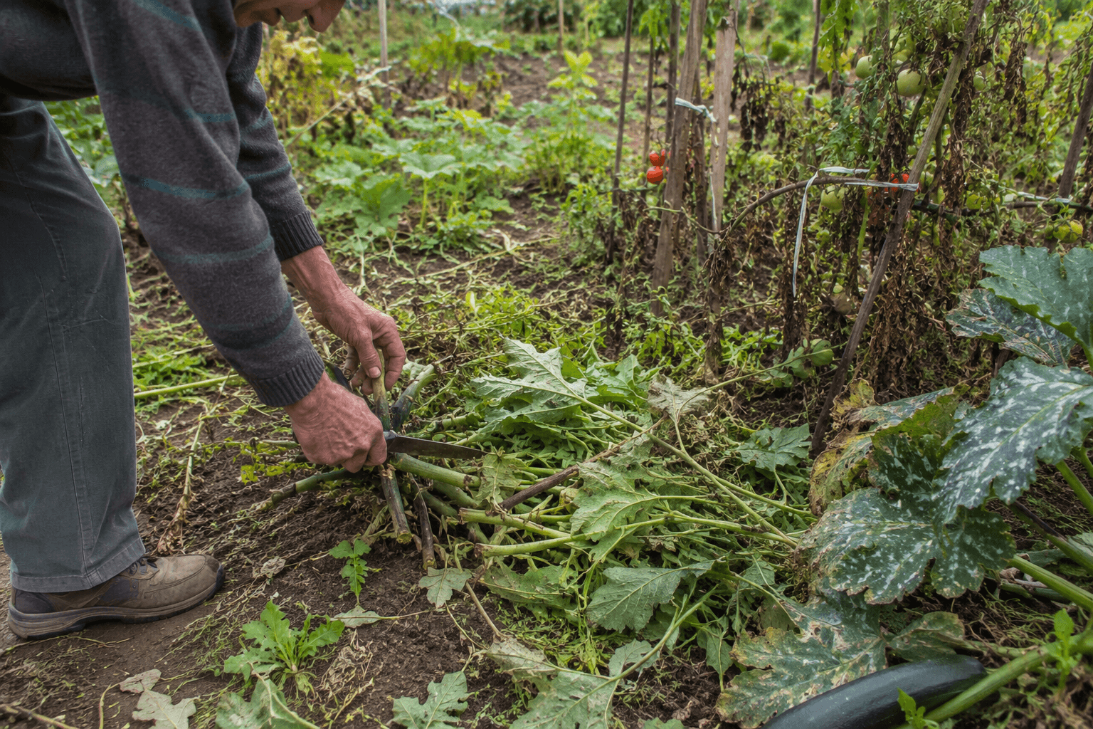 Jardinier coupant des plants de tomates et de courgettes en fin de saison et laissant les résidus au sol dans un potager en automne
