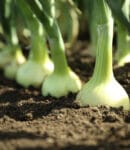 Culture oignons potager bio