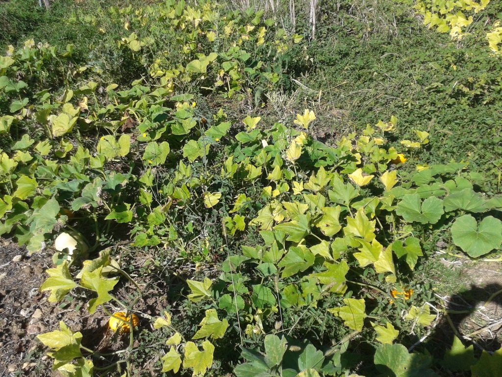 Comment Nettoyer Le Potager En Automne Permaculture comment-nettoyer-le-potager-en-automne-permaculture