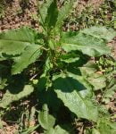 Le rumex rumex