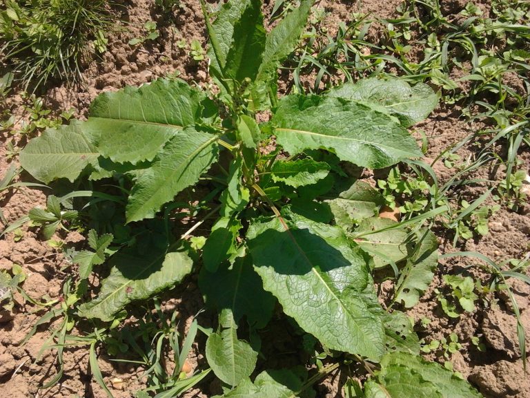 rumex