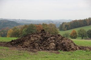 Fumier de cheval au jardin en permaculture