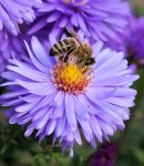 Les auxiliaires du jardinier (ou le contraire) Abeille, auxiliaire au jardin