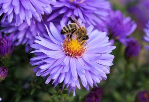 Abeille, auxiliaire au jardin