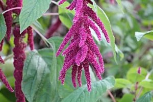 Amarante en fleurs