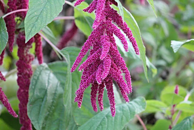 Amarante en fleurs