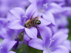 Abeille mellifer butinant une fleur