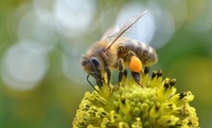 installer une ruche pour favoriser la pollinisation au potager