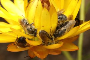 Abeilles mortes à cause de pesticides