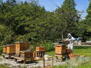 Apiculture visitant les ruches d'un potager