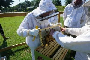 Découvrir l'apiculture en visitant une ruche