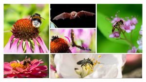 Pollinisateurs