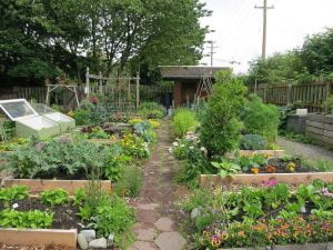 Un potager en permaculture offre de nombreuses fleurs à polliniser pour les abeilles