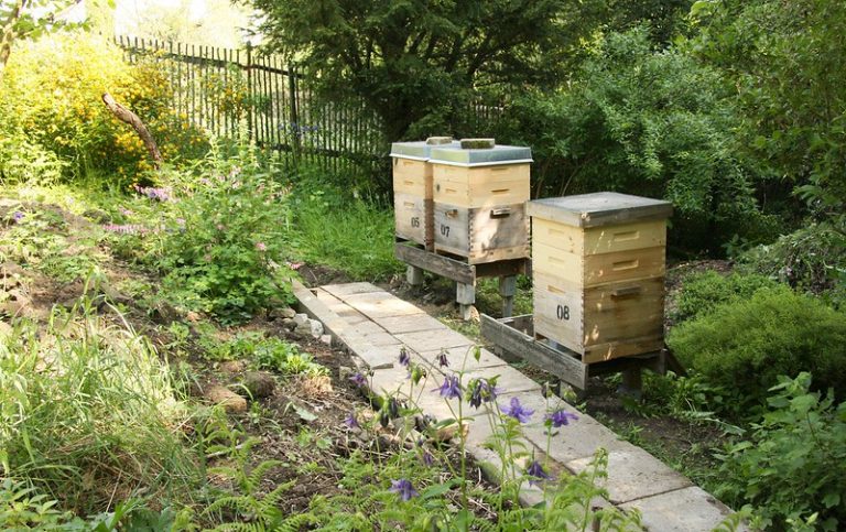 Ruche dans un jardin potager