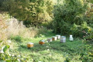 Ruche dans un jardin potager